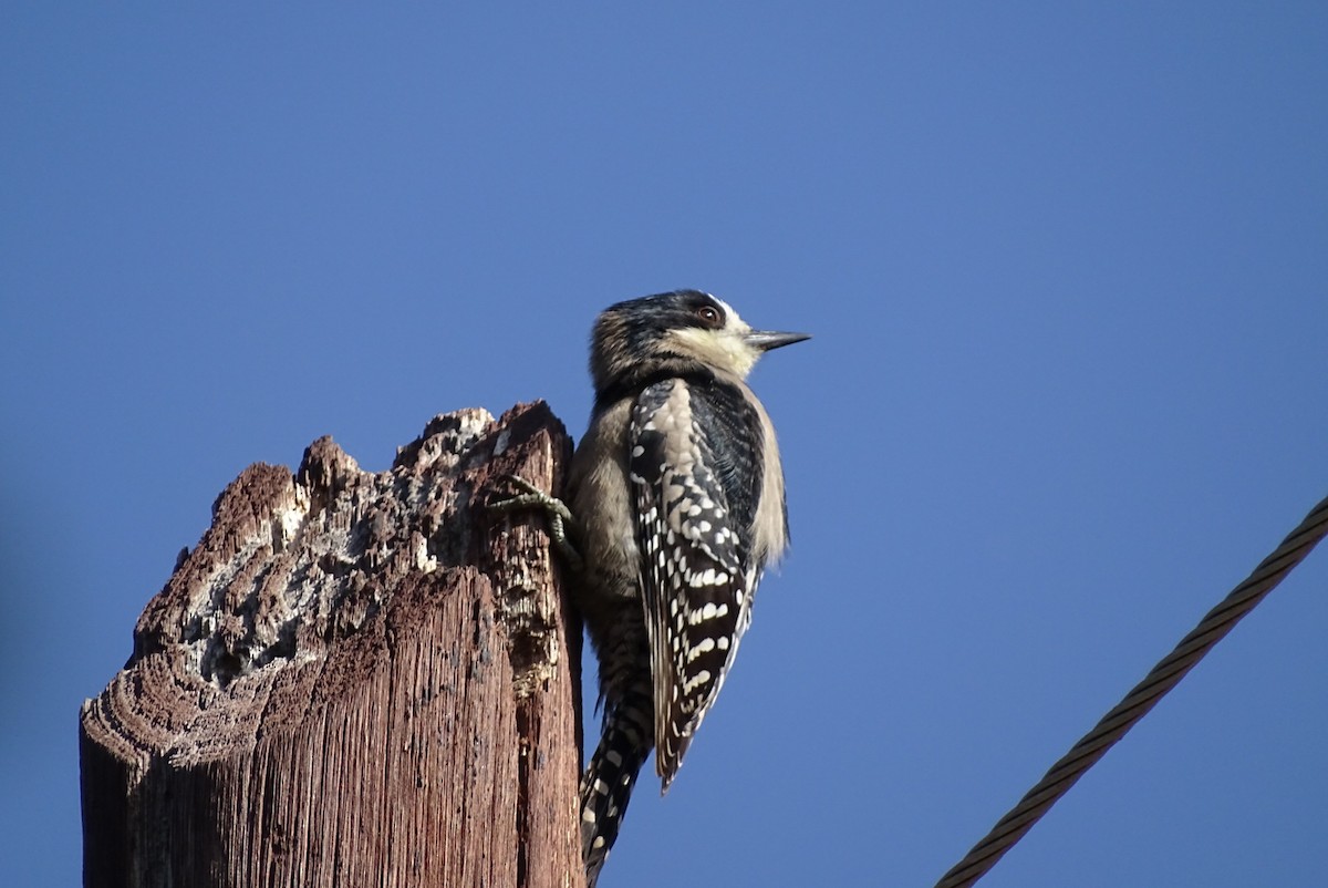 White-fronted Woodpecker - ML620730124