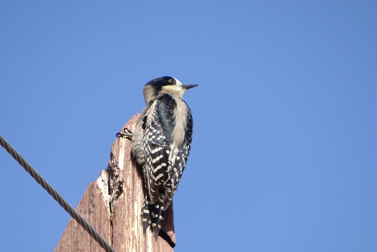 White-fronted Woodpecker - ML620730125