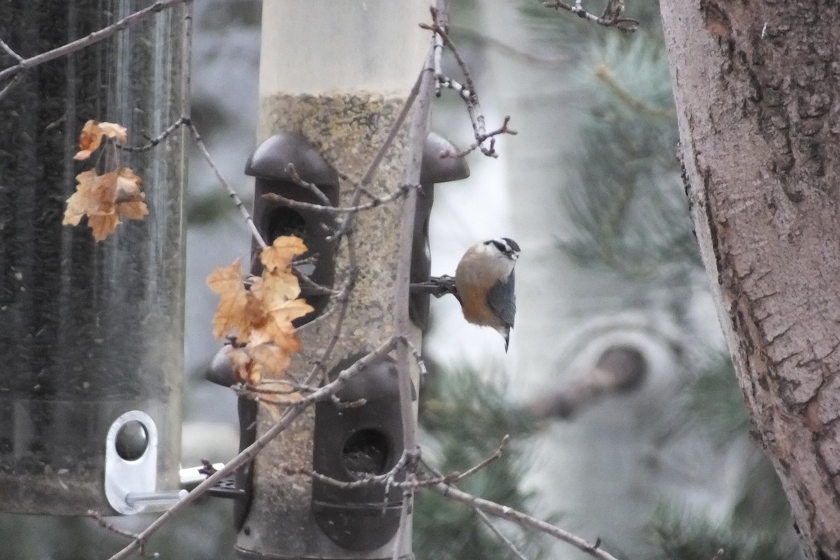 Red-breasted Nuthatch - ML620730153