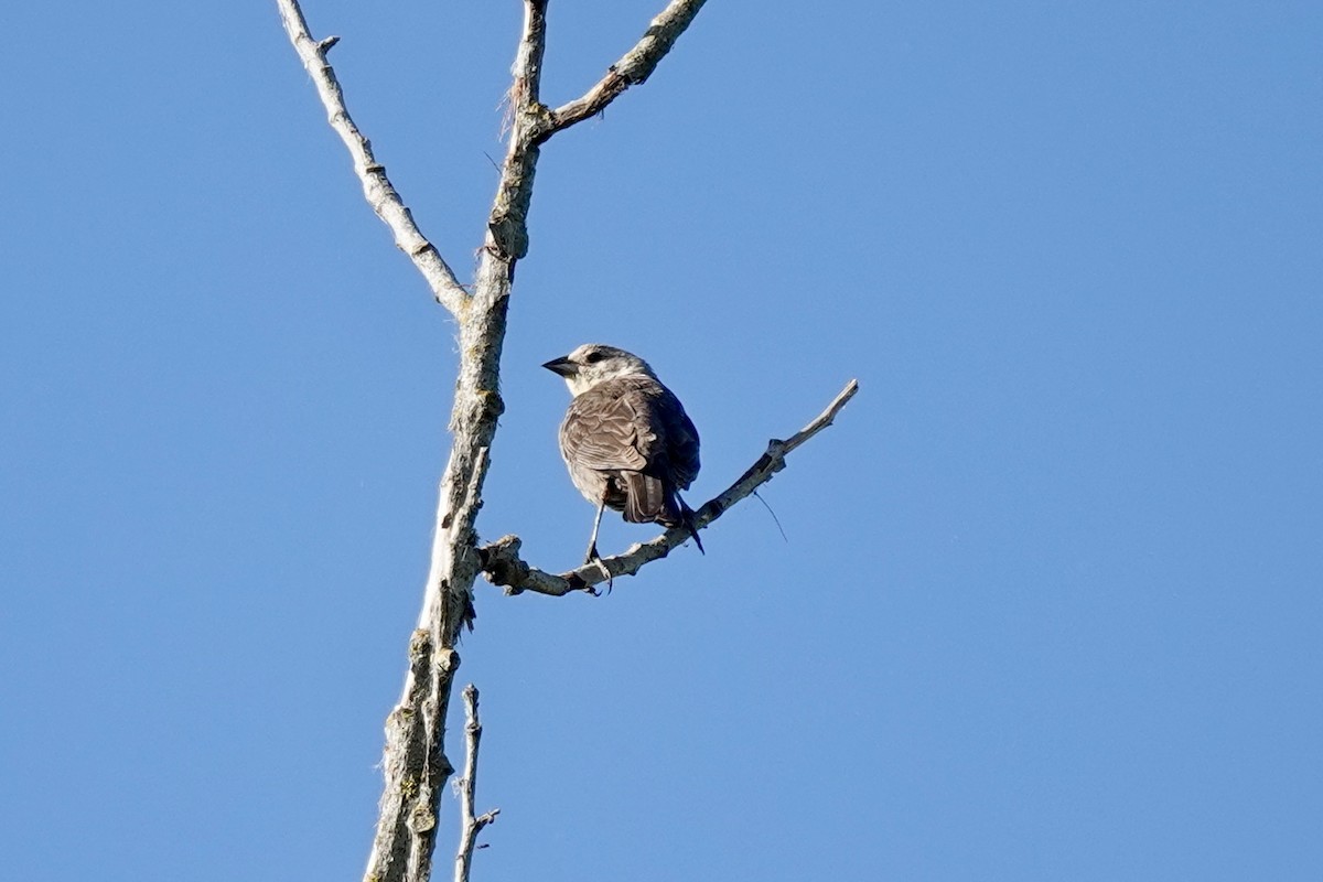 Brown-headed Cowbird - Bob Greenleaf