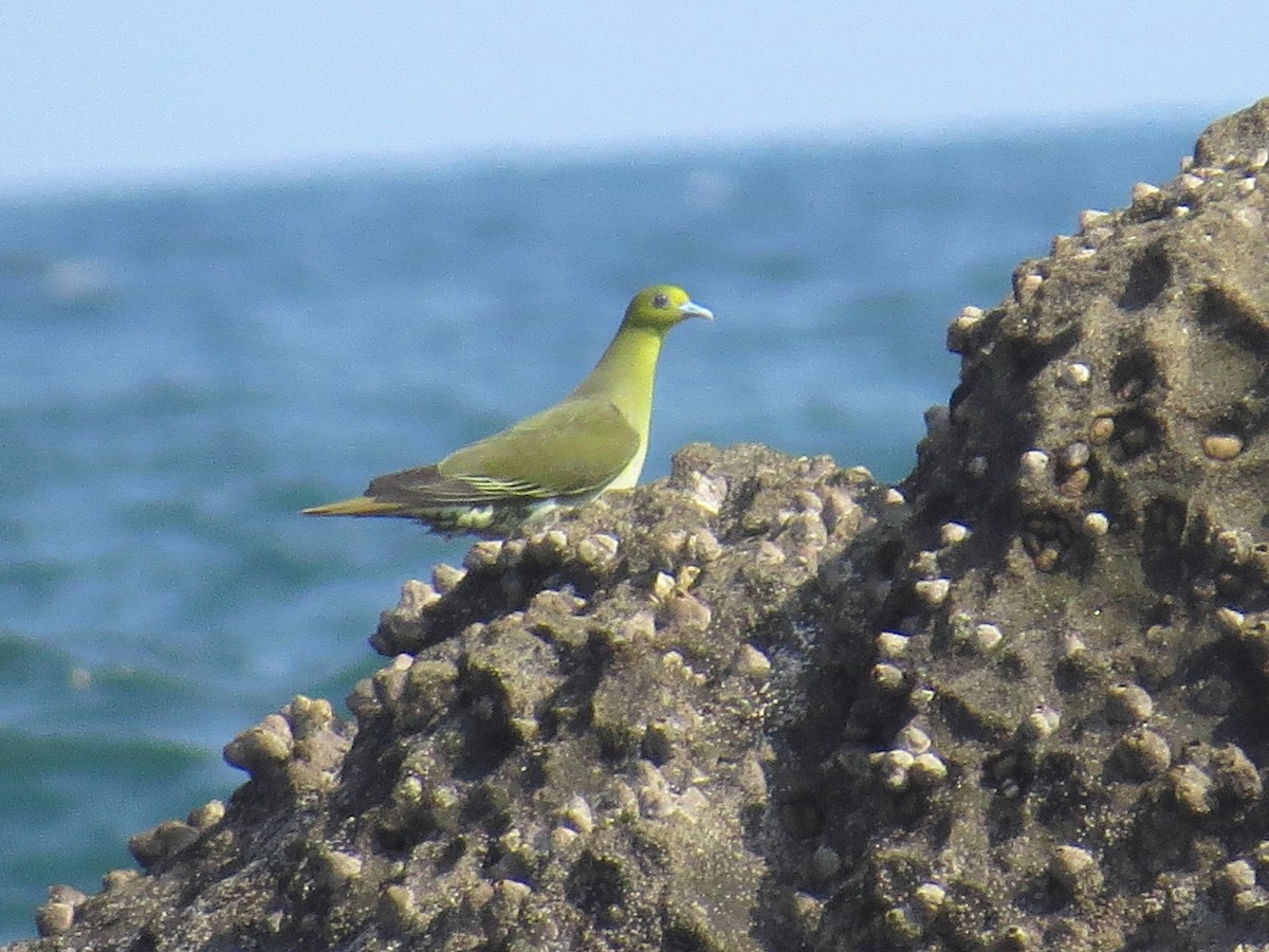 White-bellied Green-Pigeon - ML620730167