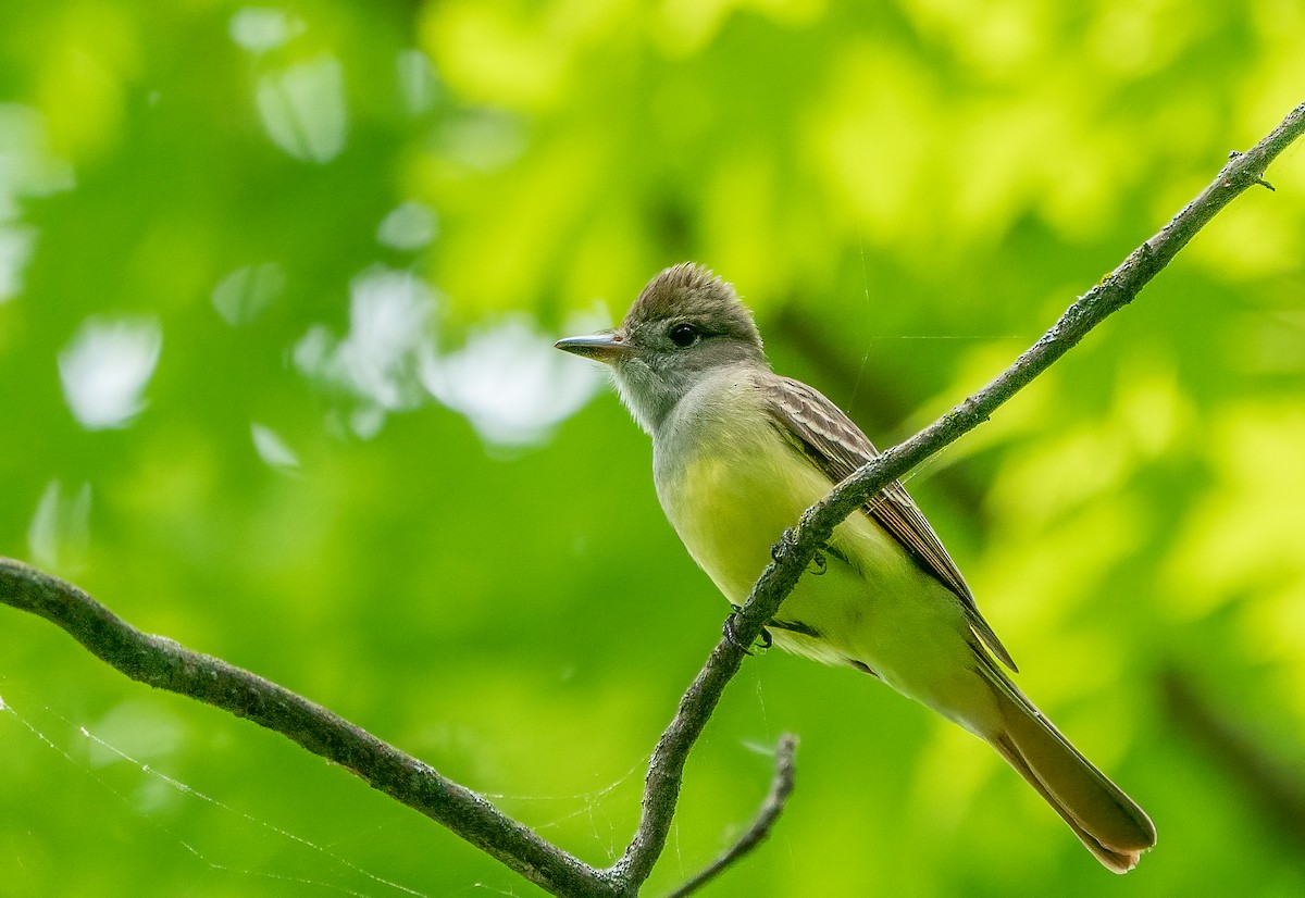 Great Crested Flycatcher - ML620730170