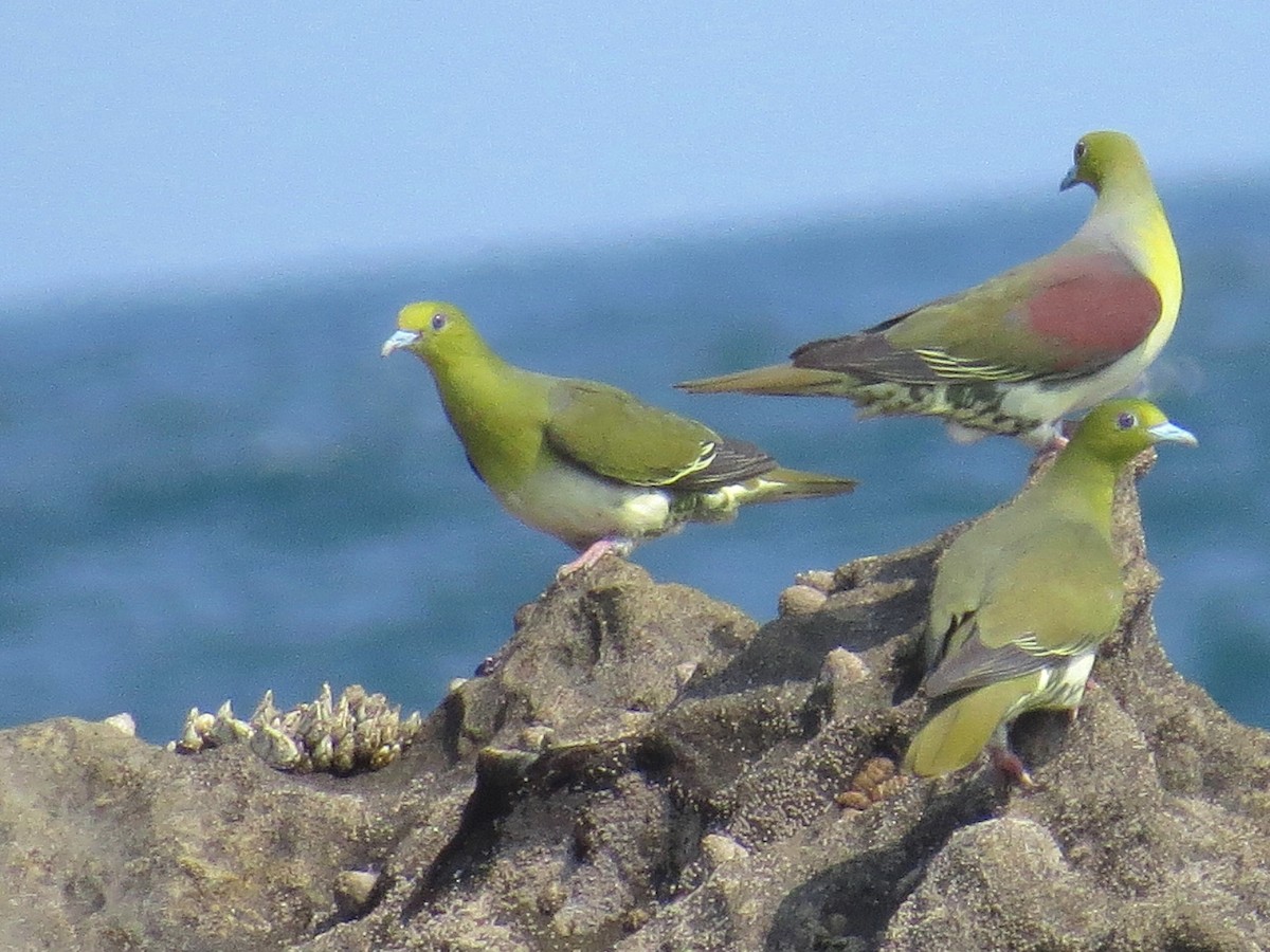 White-bellied Green-Pigeon - ML620730176