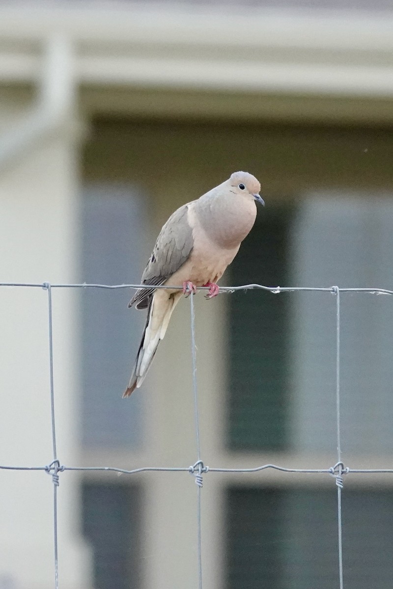 Mourning Dove - Shawn McCandless