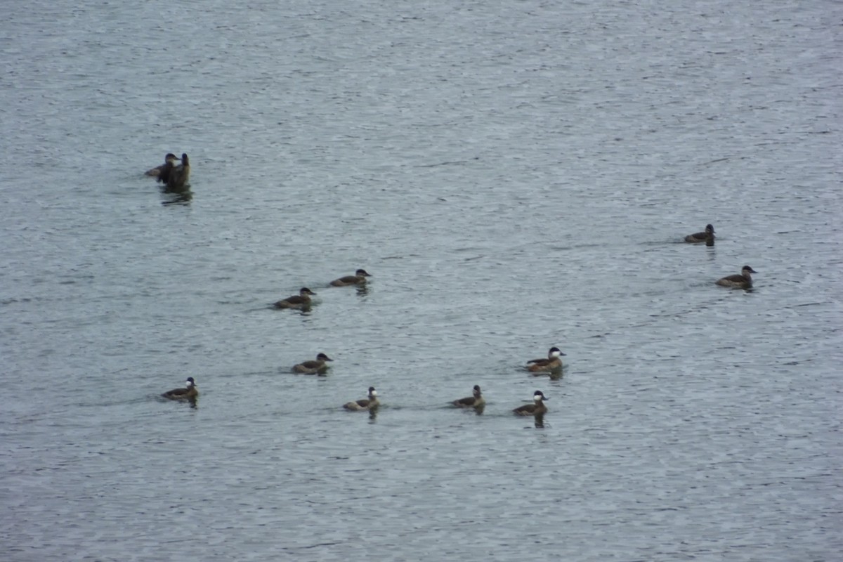 Ruddy Duck - ML620730189