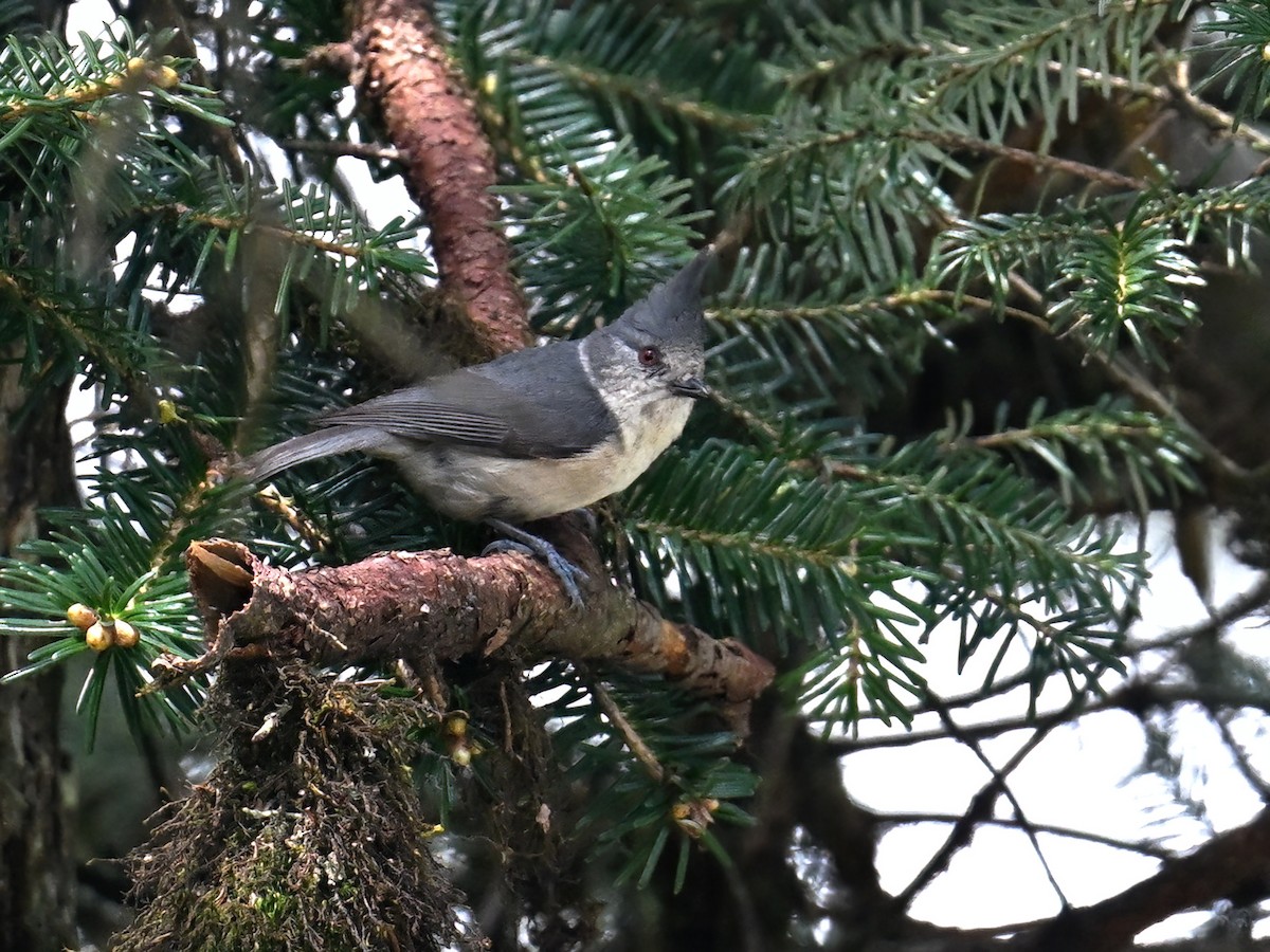 Gray-crested Tit - ML620730190