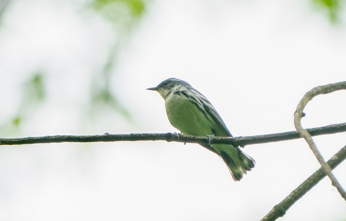 Cerulean Warbler - ML620730193