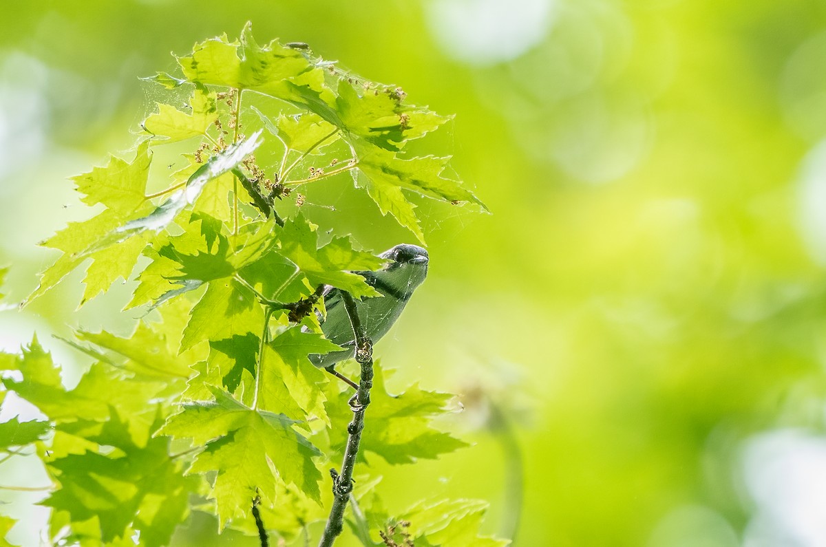 Cerulean Warbler - ML620730195