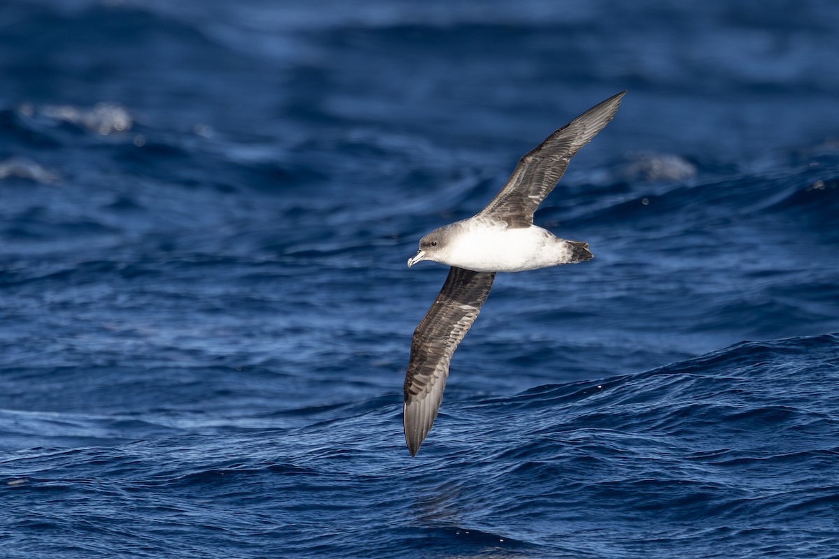 Gray Petrel - Dave Howes