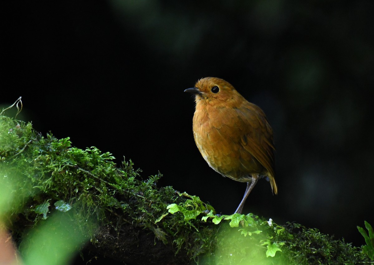 Equatorial Antpitta - Ben Peters