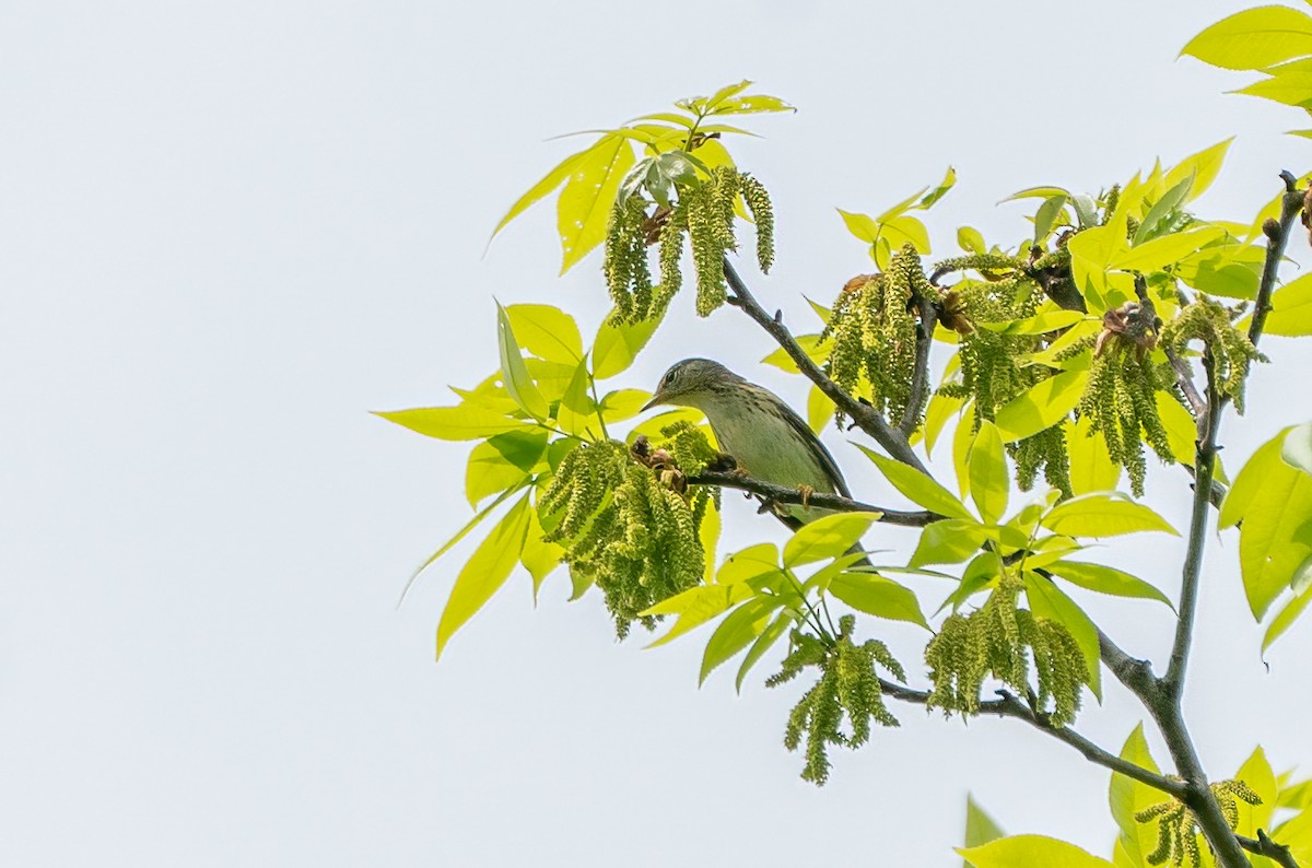 Blackpoll Warbler - ML620730205