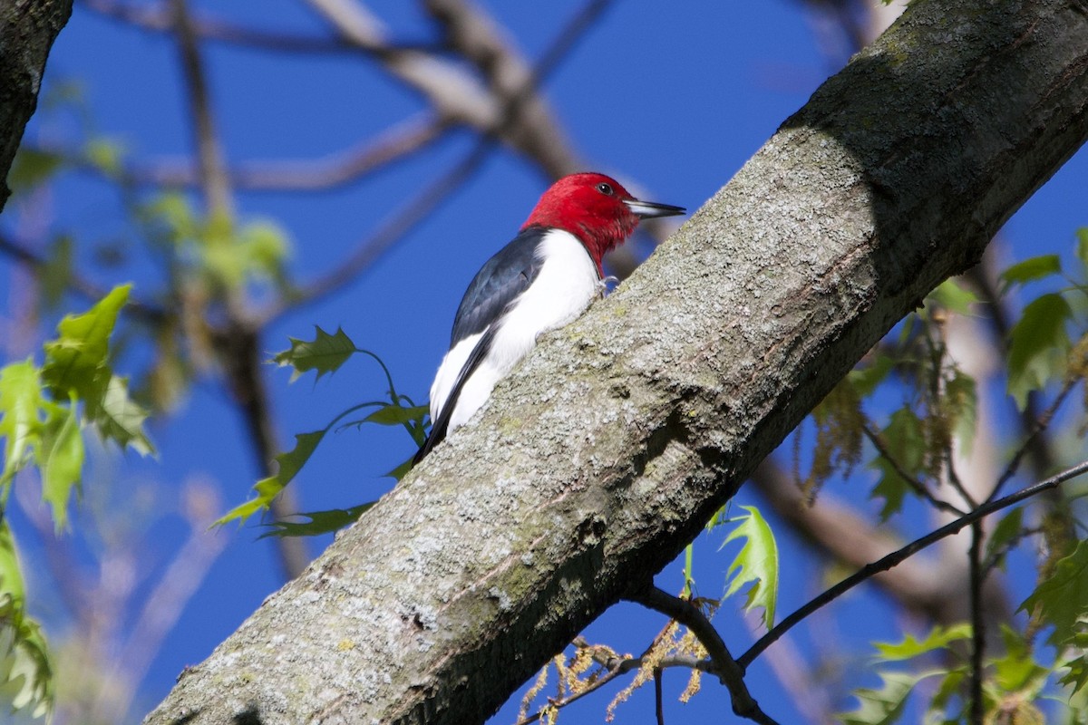 Red-headed Woodpecker - ML620730209