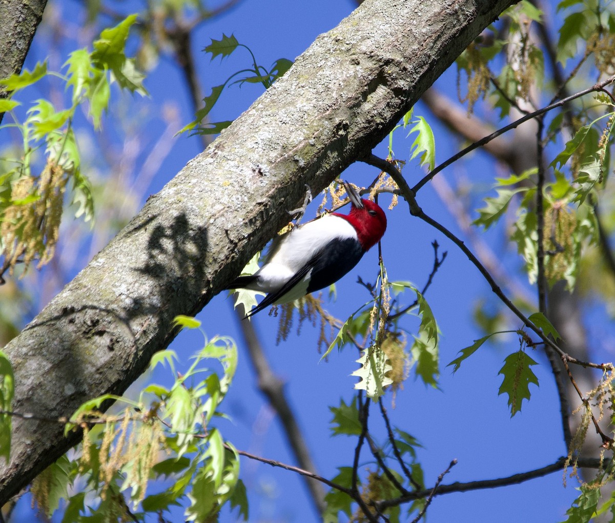 Red-headed Woodpecker - ML620730210