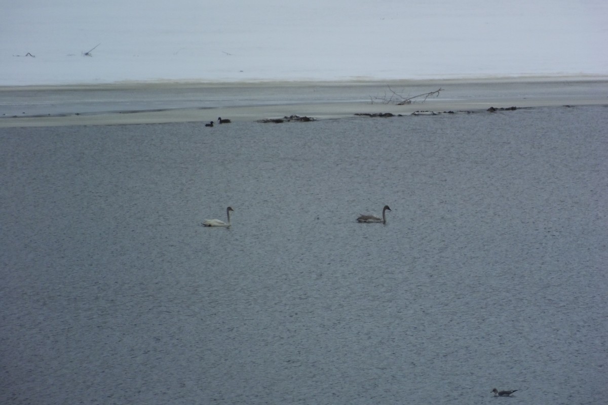 Tundra Swan - ML620730225