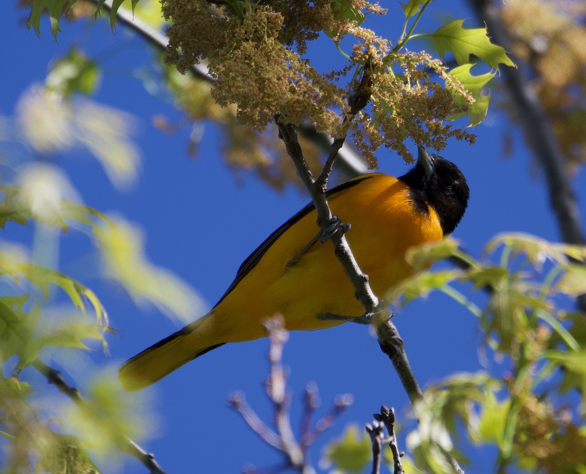 Oriole de Baltimore - ML620730229