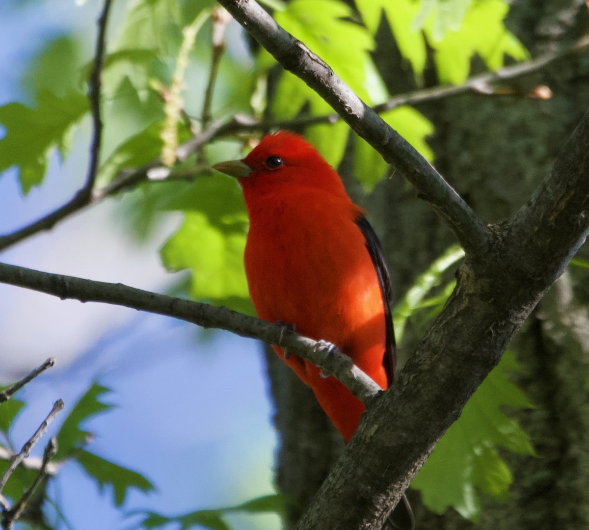 Scarlet Tanager - ML620730242