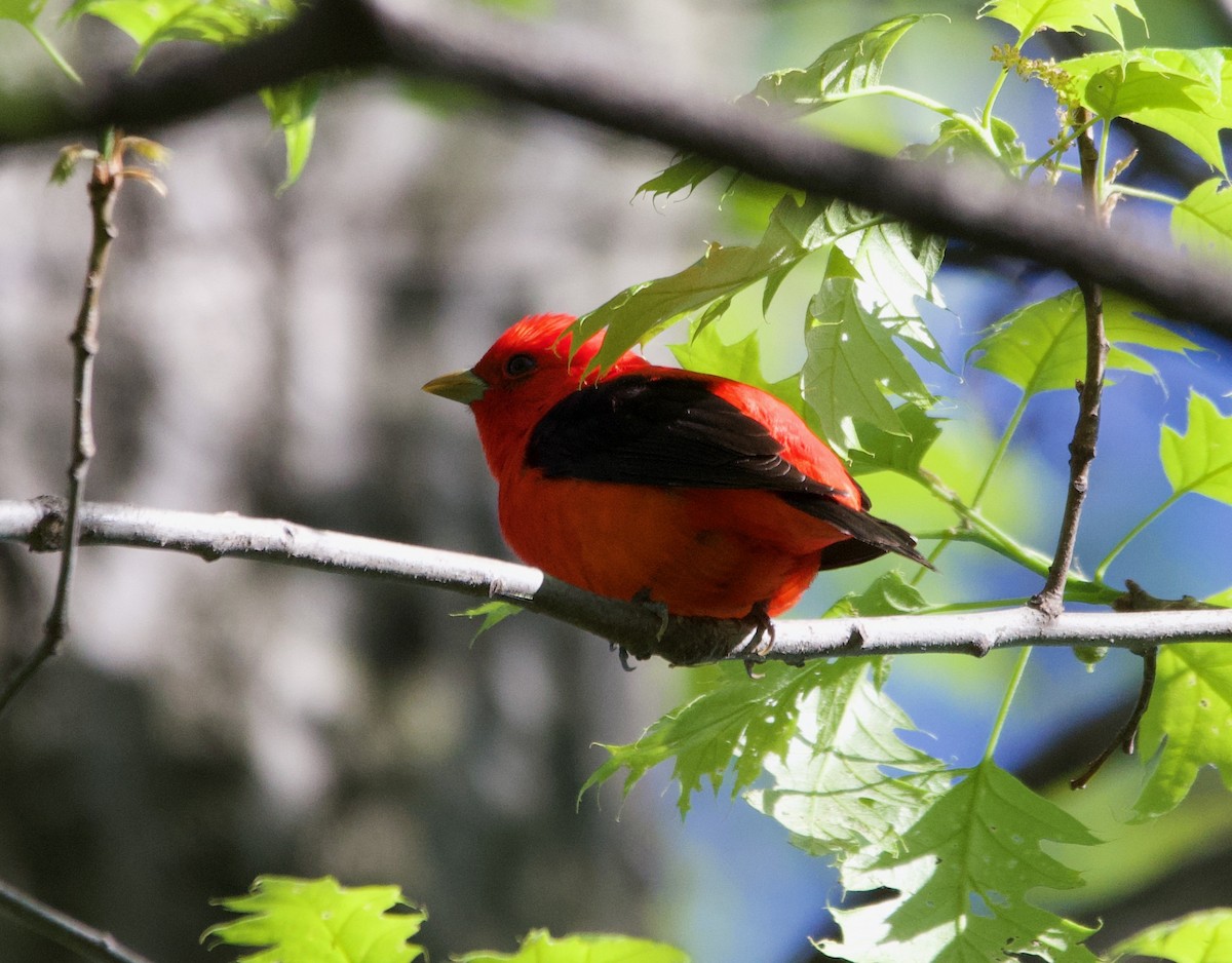 Scarlet Tanager - ML620730243