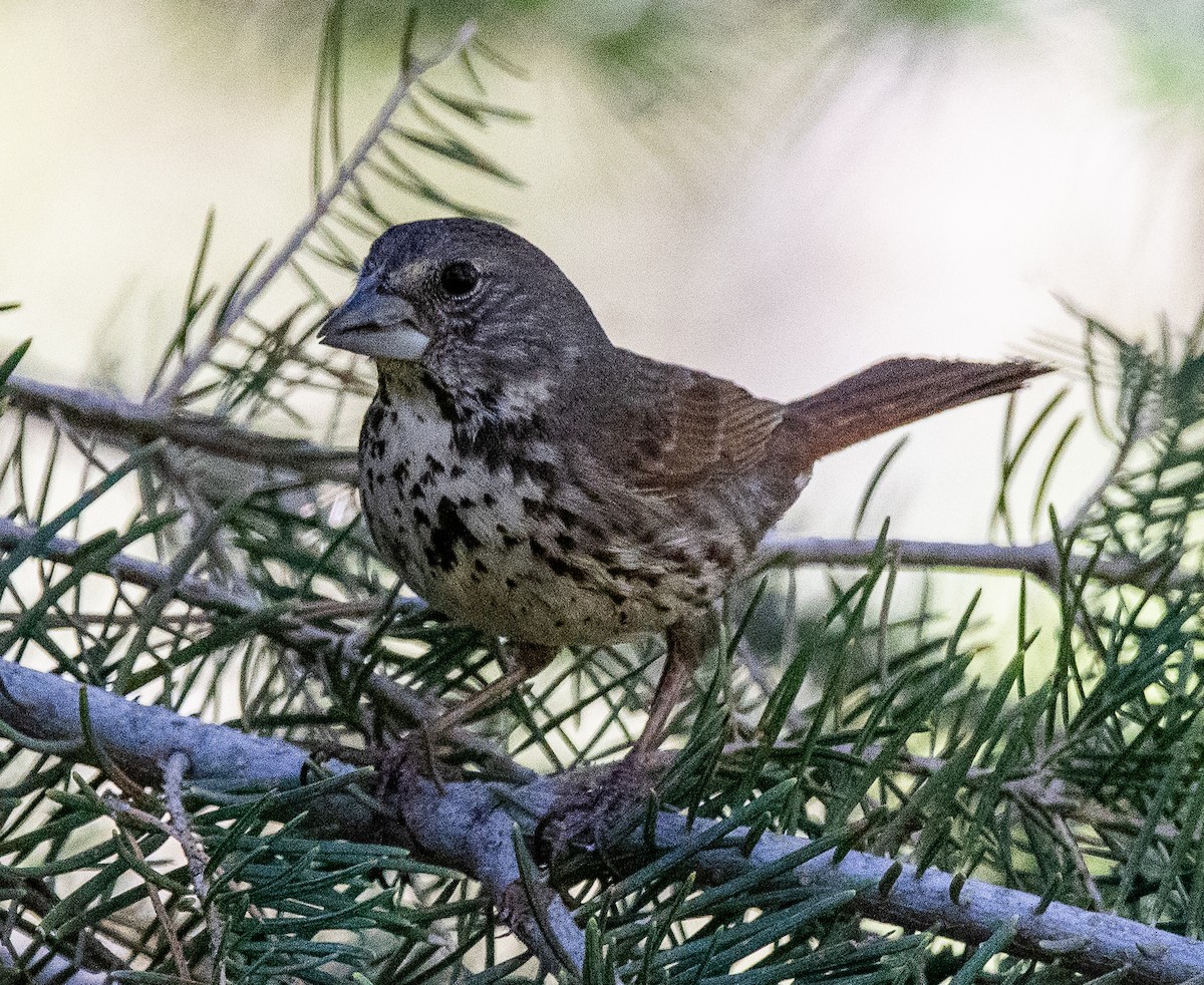 Fox Sparrow (Thick-billed) - ML620730247