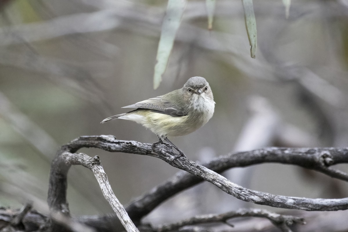 Weebill - ML620730261