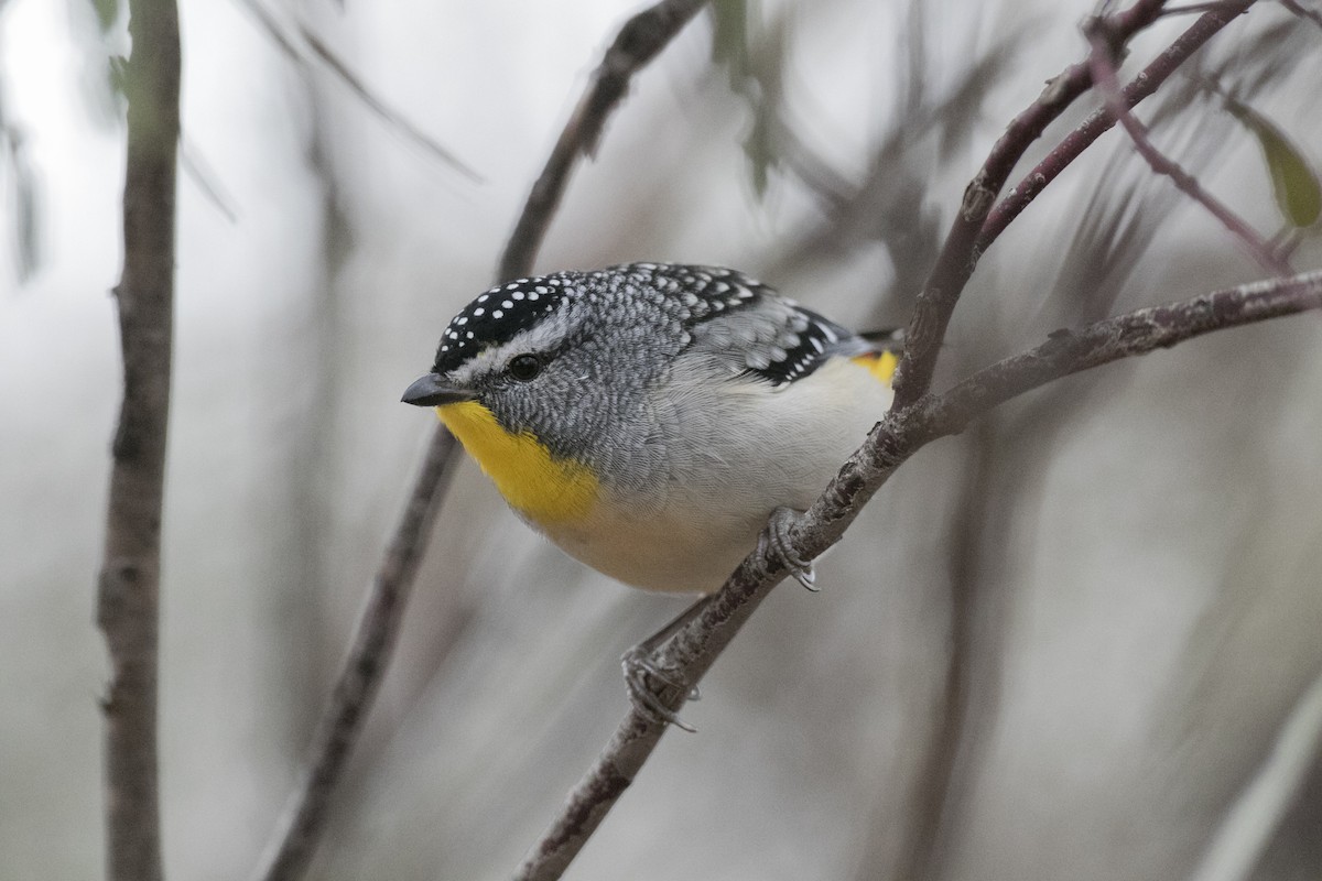 Spotted Pardalote (Yellow-rumped) - John Cantwell
