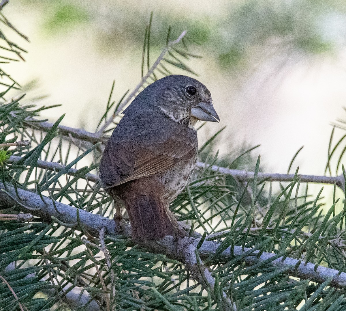 Fox Sparrow (Thick-billed) - ML620730272
