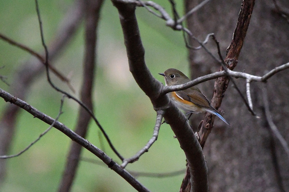 Red-flanked Bluetail - ML620730281