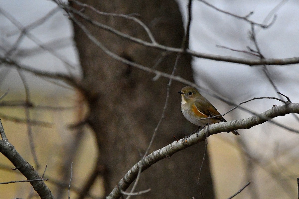 Red-flanked Bluetail - ML620730290