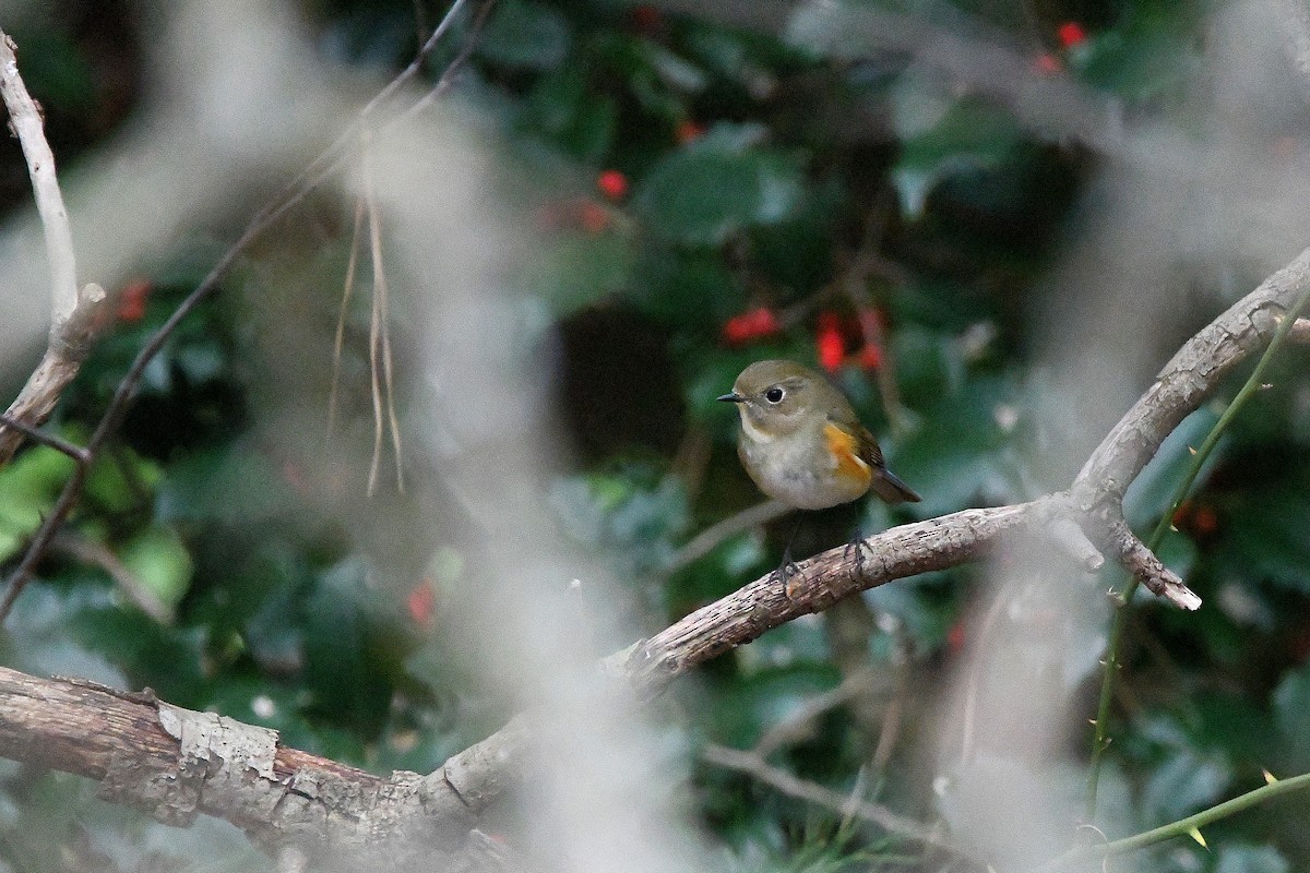 Red-flanked Bluetail - ML620730295