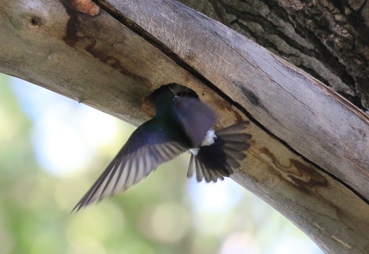 Violet-green Swallow - ML620730300