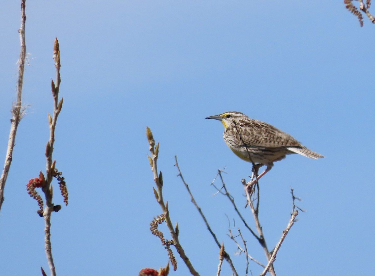 Western Meadowlark - ML620730304