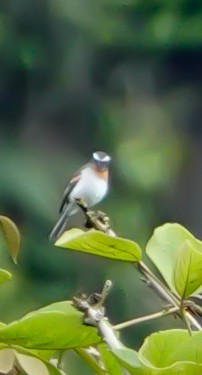 Rufous-breasted Chat-Tyrant - ML620730306