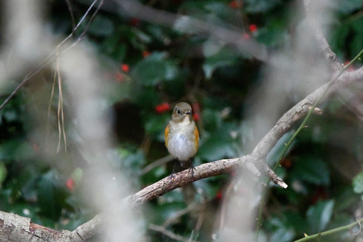 Red-flanked Bluetail - ML620730308