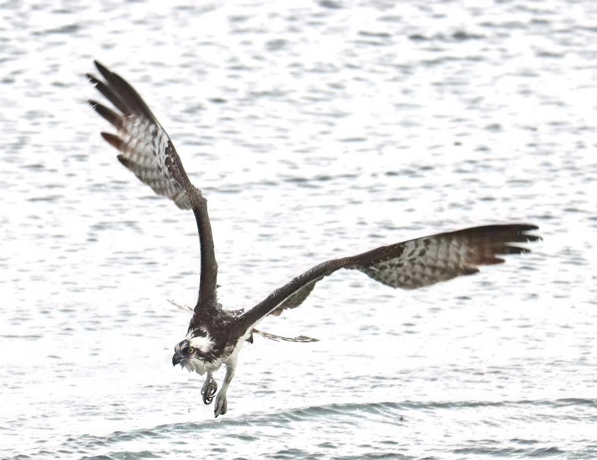 Águila Pescadora - ML620730310