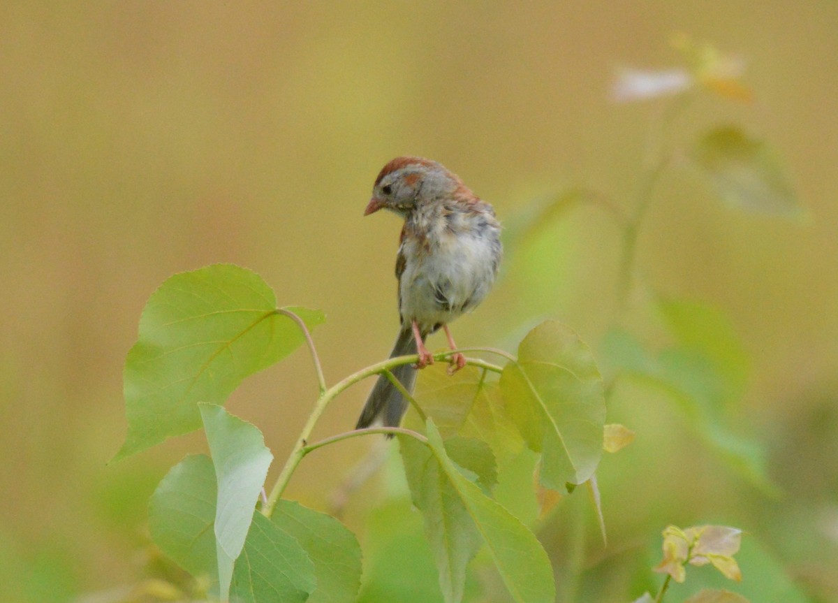 Field Sparrow - ML620730311