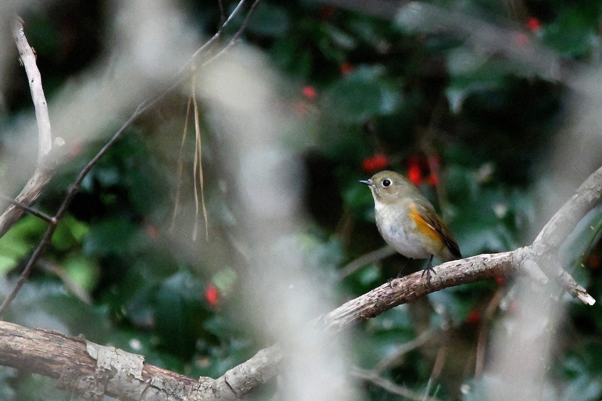 Red-flanked Bluetail - ML620730316