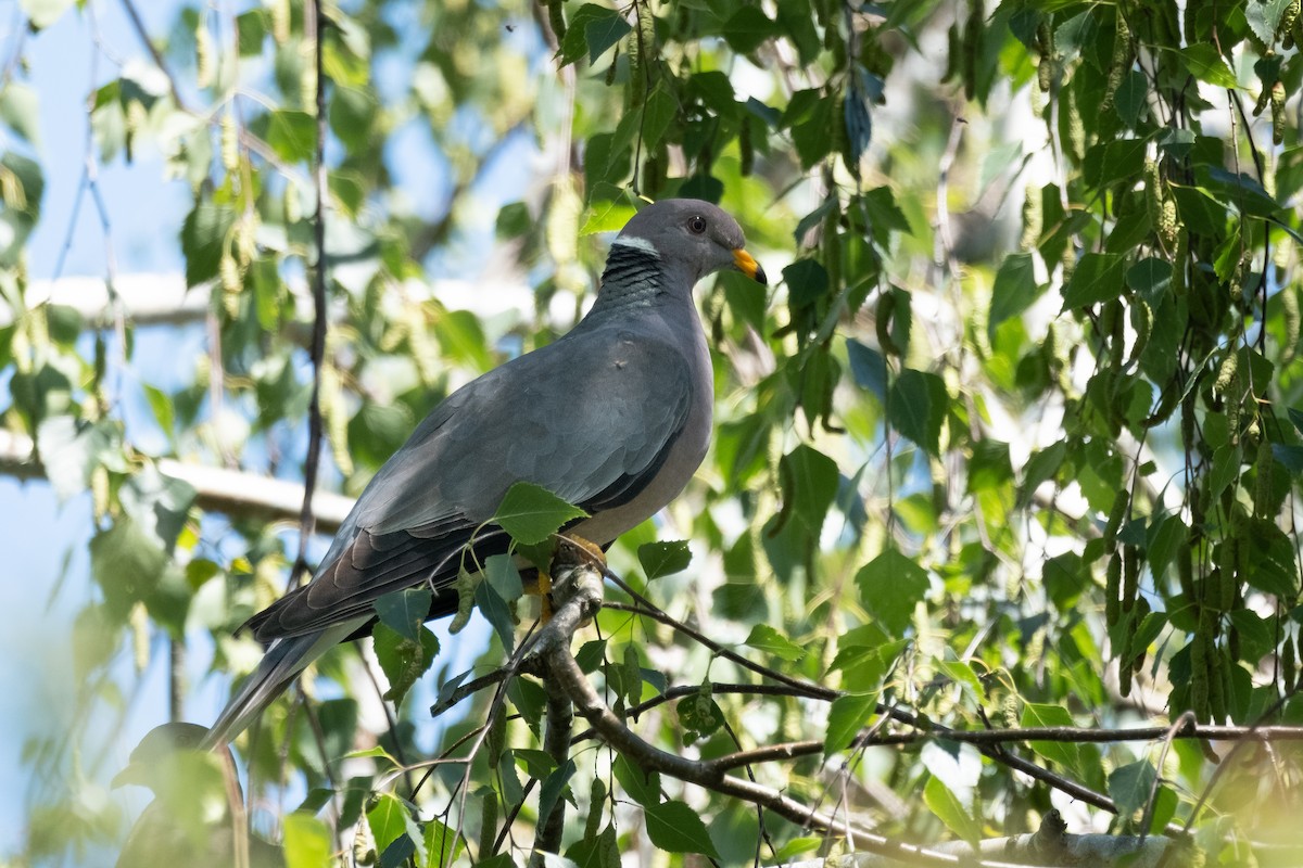 Band-tailed Pigeon - ML620730318