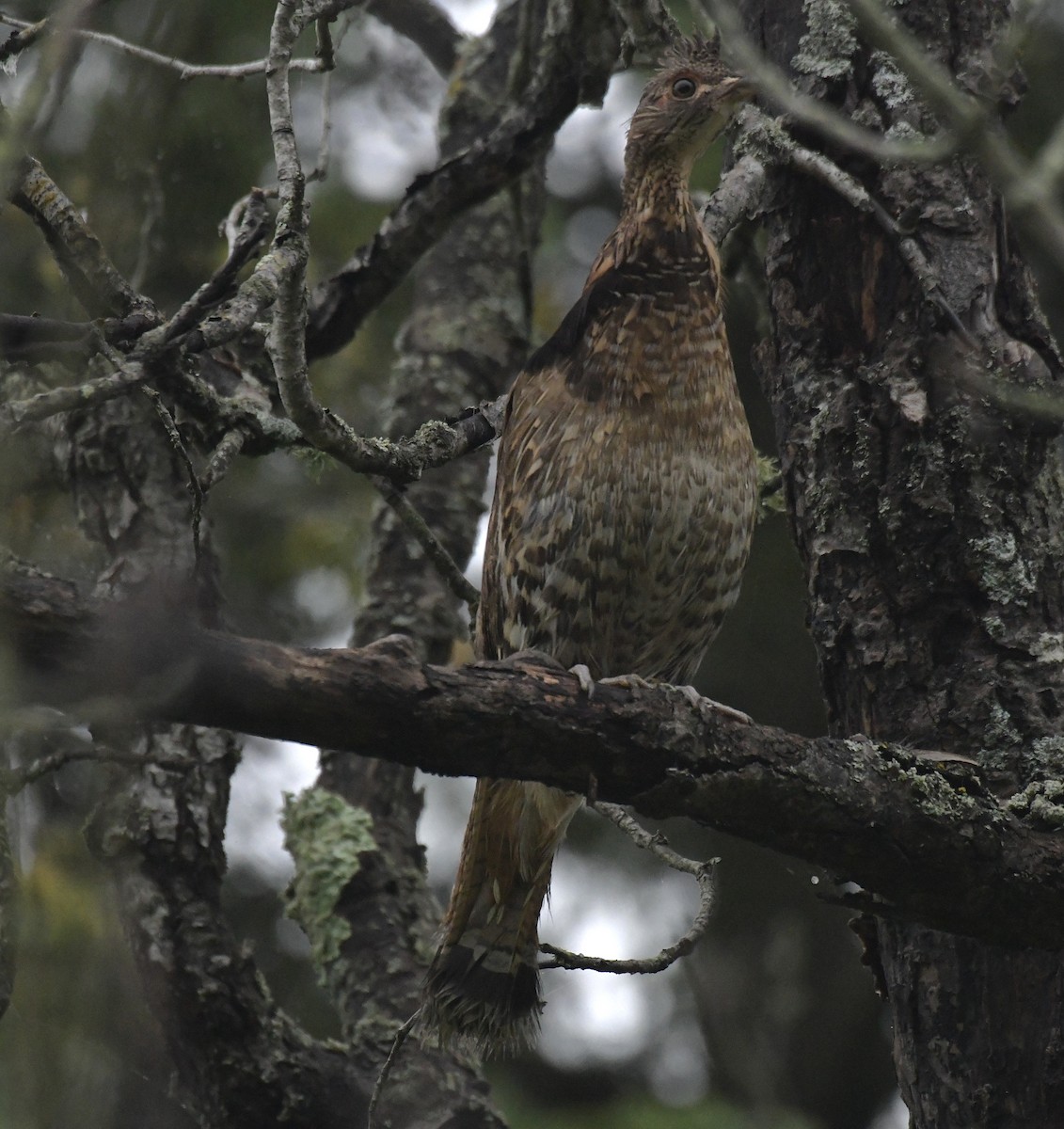 Ruffed Grouse - ML620730319