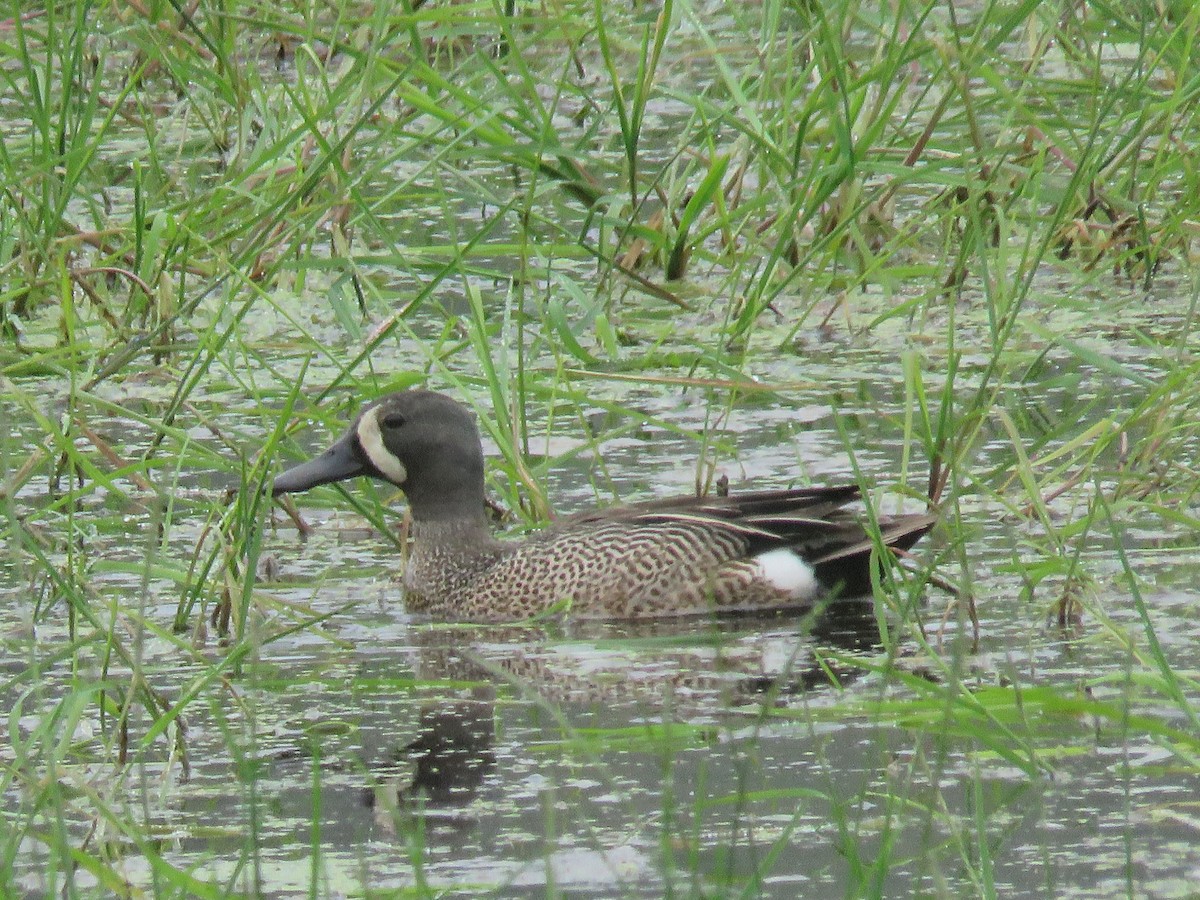Blue-winged Teal - ML620730324