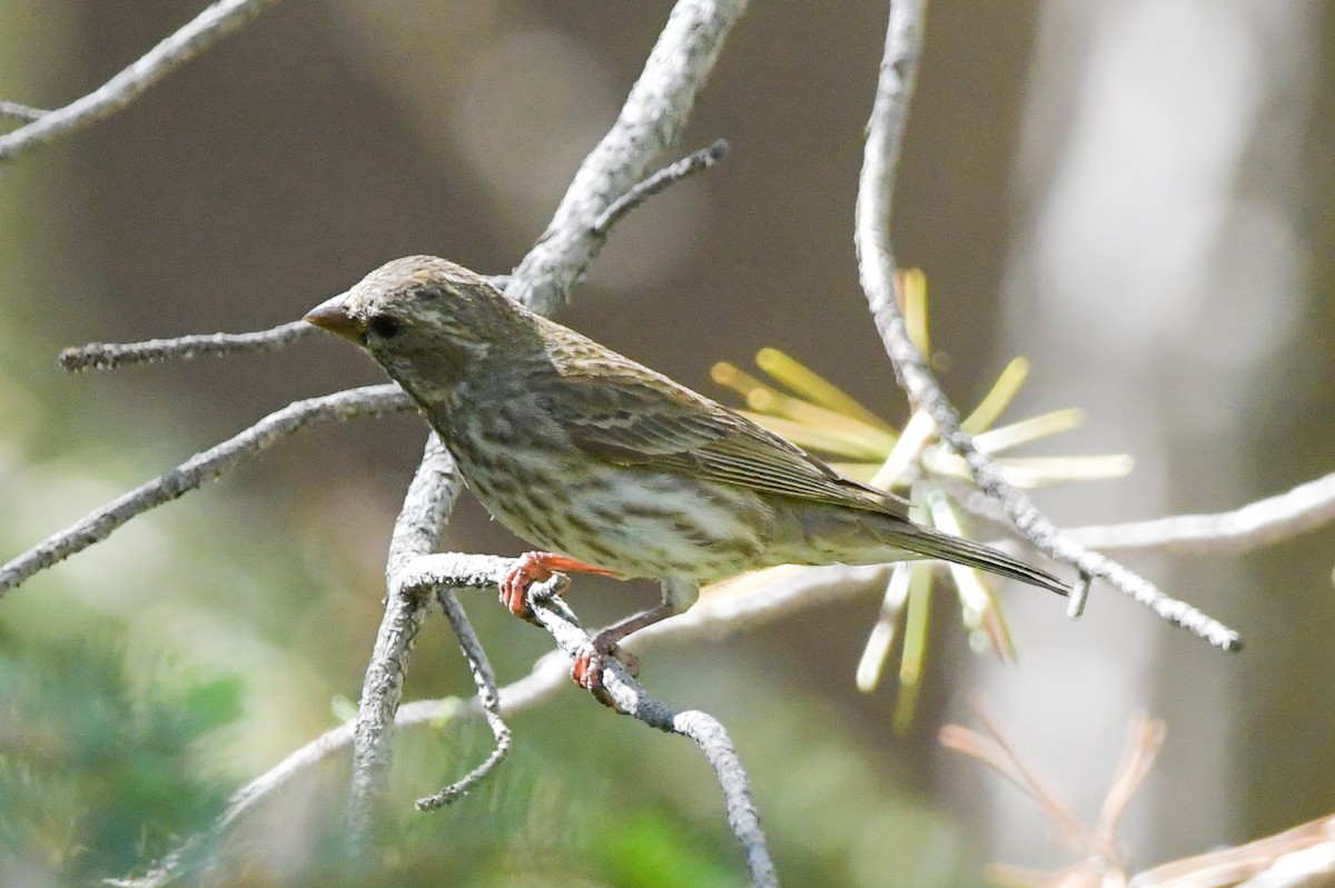 Cassin's Finch - ML620730328