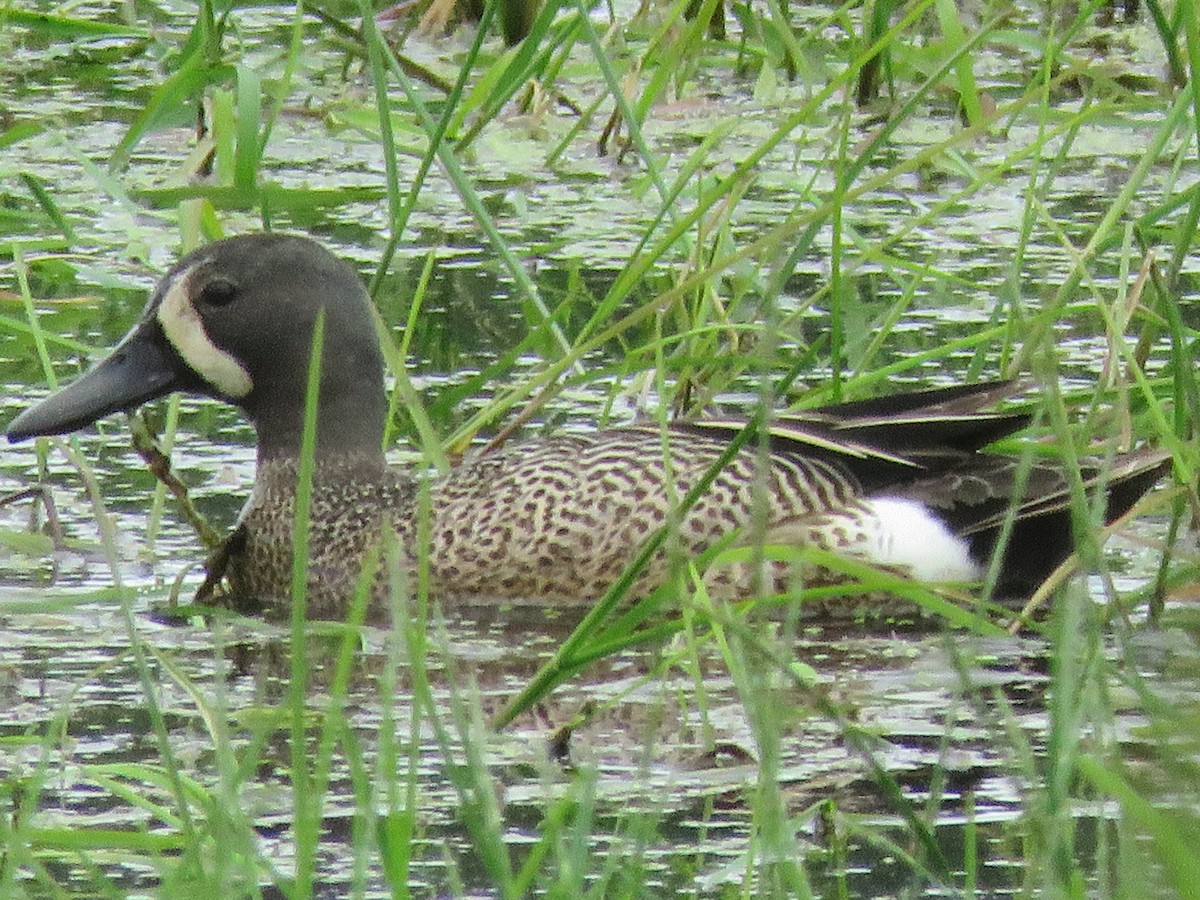 Blue-winged Teal - ML620730330