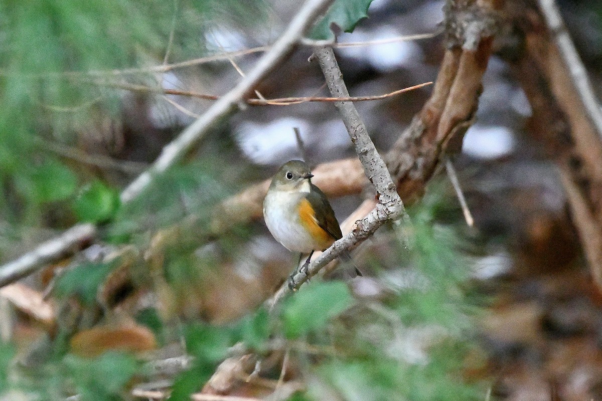 Red-flanked Bluetail - ML620730333