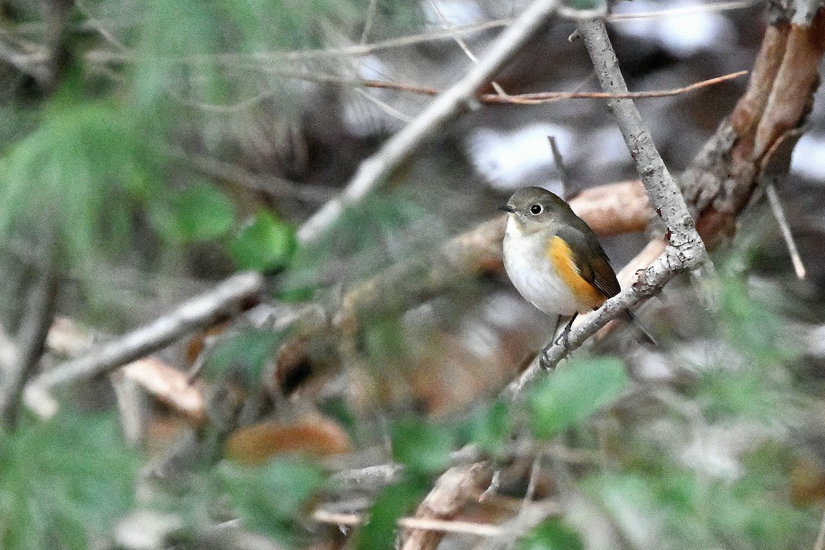 Red-flanked Bluetail - ML620730334