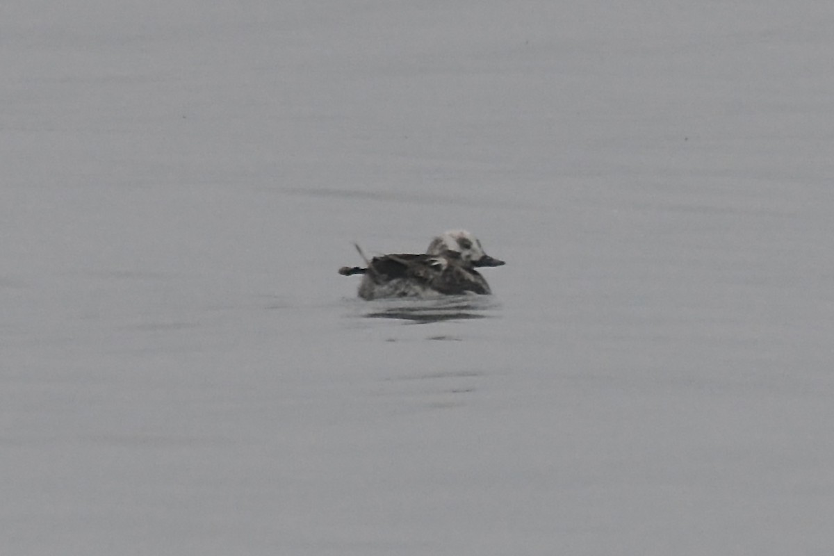 Long-tailed Duck - ML620730354