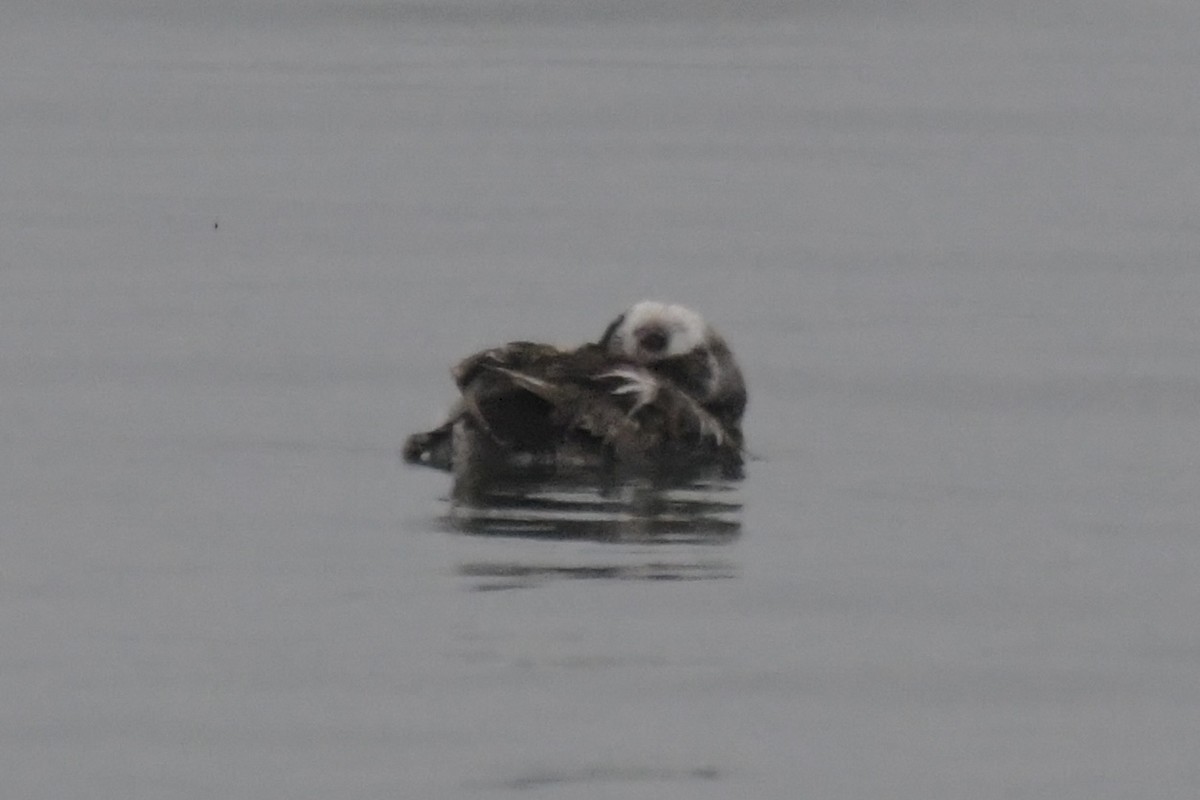 Long-tailed Duck - ML620730355