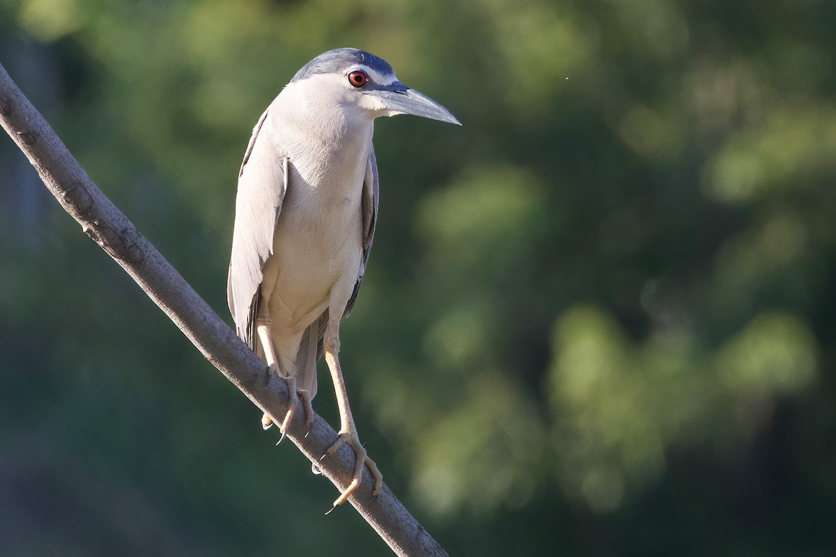 Black-crowned Night Heron - ML620730358