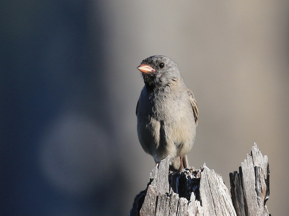 Black-chinned Sparrow - ML620730362