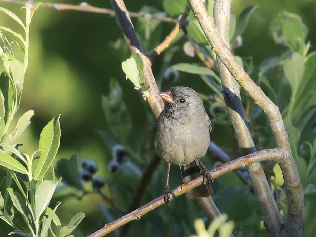 Black-chinned Sparrow - ML620730363