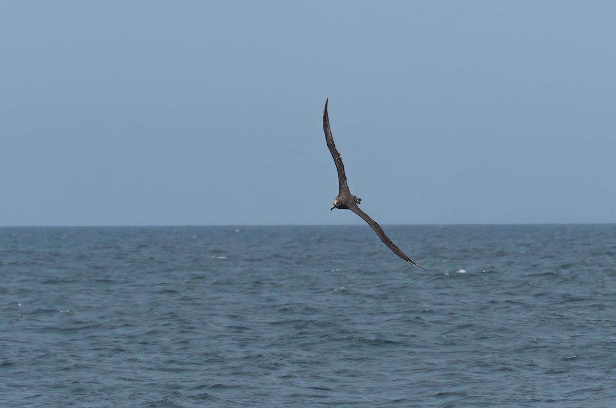 Albatros à pieds noirs - ML620730370