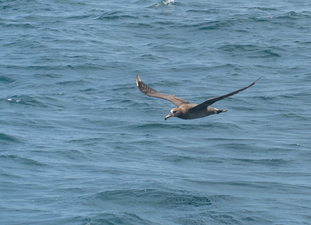 Albatros à pieds noirs - ML620730382