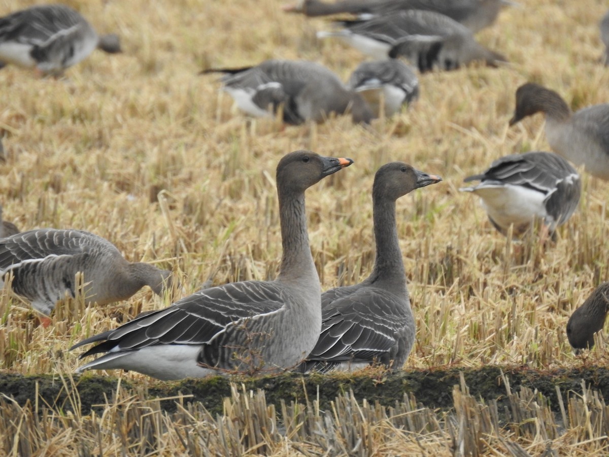 Tundra Bean-Goose - 정빈 손